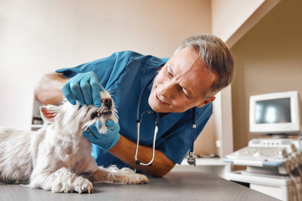 Best Emergency Root Canal Treatment in Gainesville, VA
